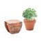 CRESS POT - Semi di crescione in vaso