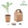 GROWTREE™ - Set in legno di pino