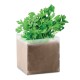 PARSELY - Semi di prezzemolo Gadget.it