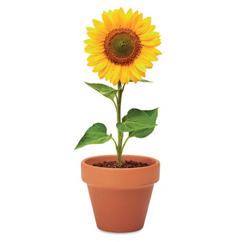 SUNFLOWER - Semi di girasole Gadget.it