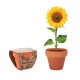 SUNFLOWER - Semi di girasole Gadget.it