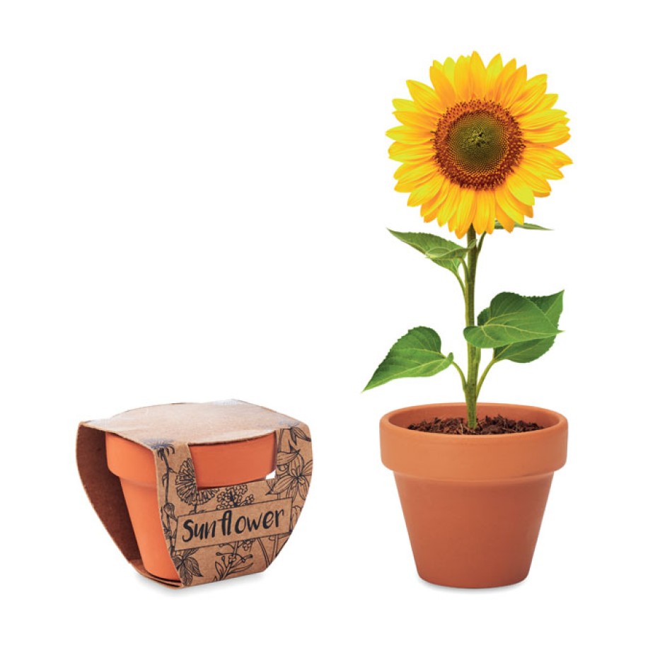 SUNFLOWER - Semi di girasole Gadget.it